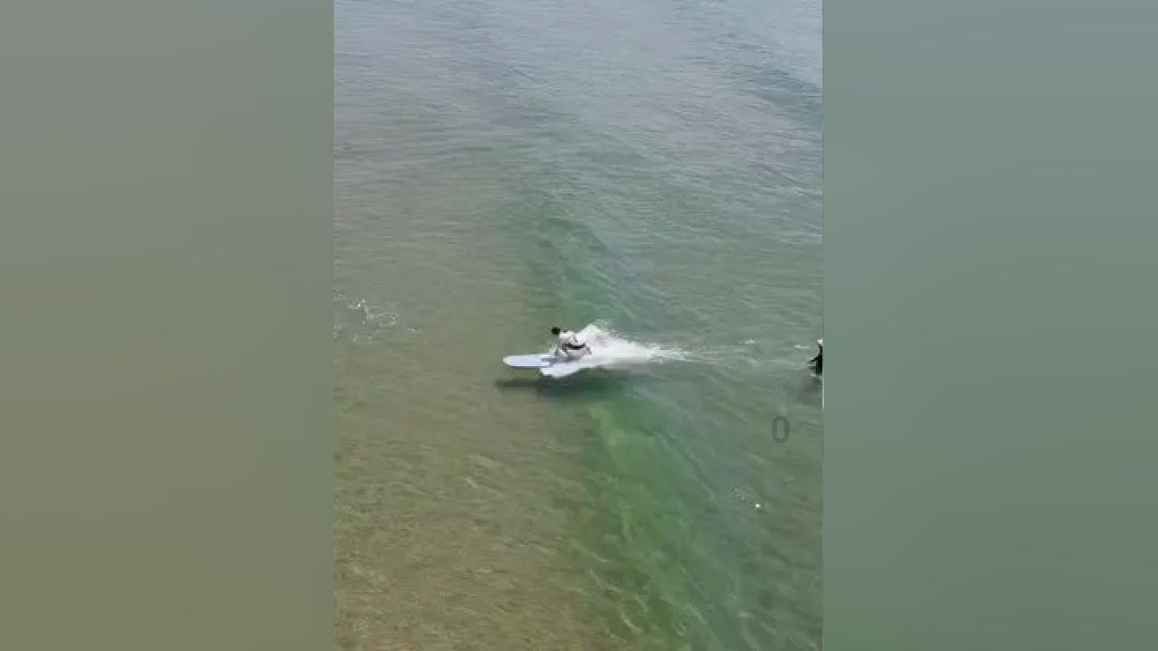 大老虎在水里泡澡,还抱住球防止自己沉下去